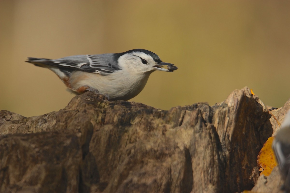 White-breasted Nuthatch - Jean Chateauvert