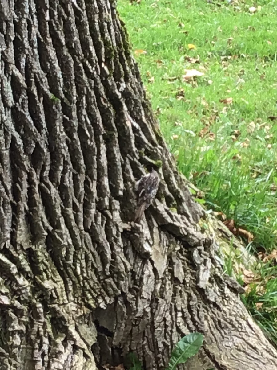 Brown Creeper - ML184356541