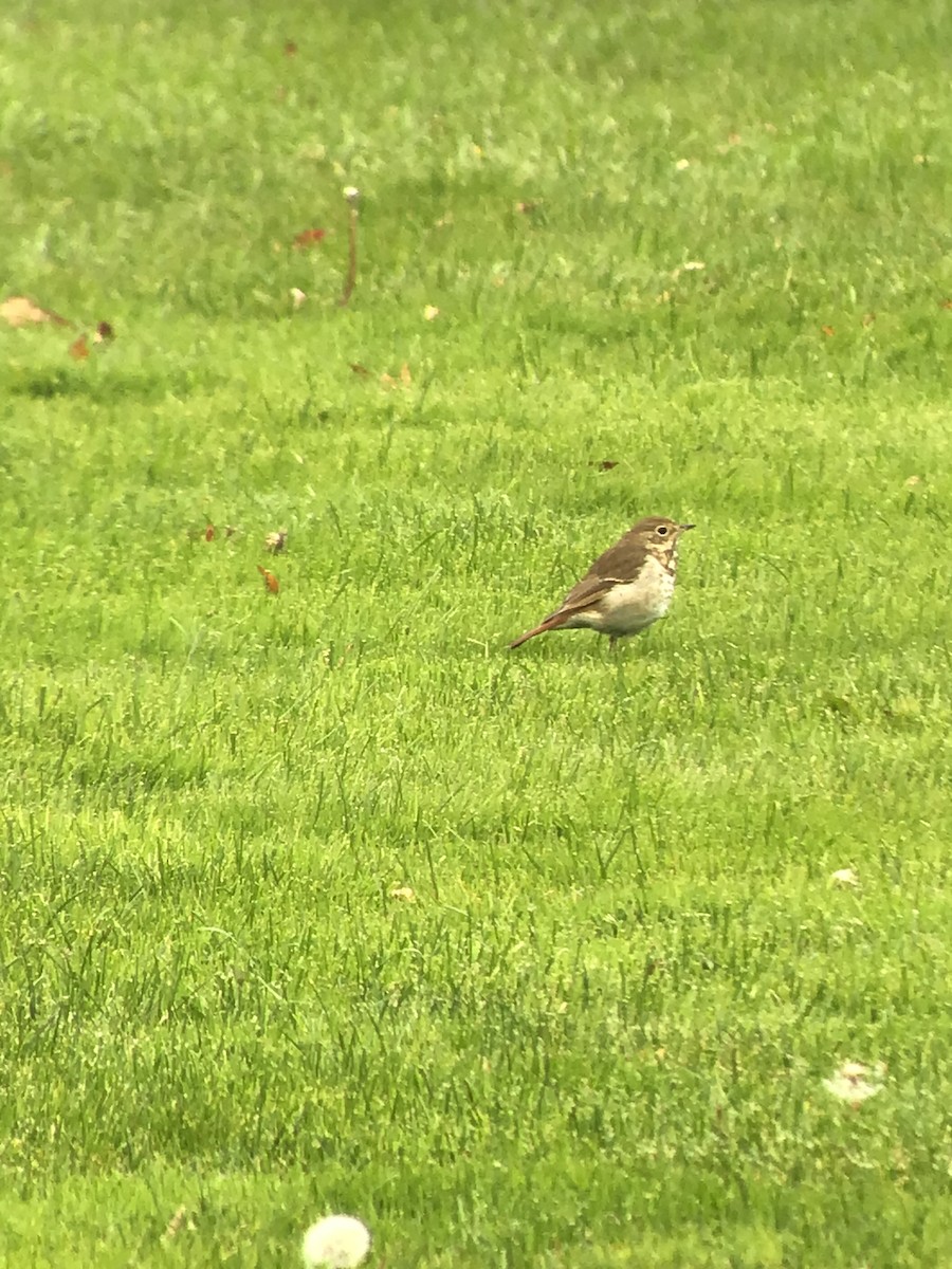 Hermit Thrush - ML184356741