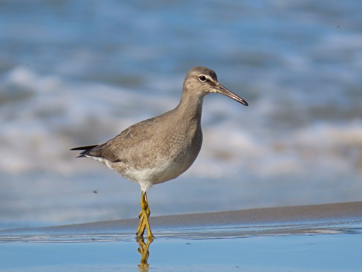 Wandering Tattler - Tom Edell