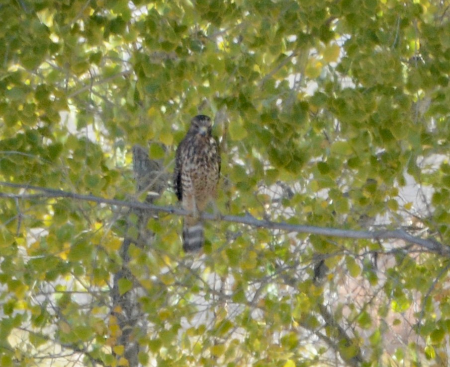 Red-shouldered Hawk - Ed Conrad