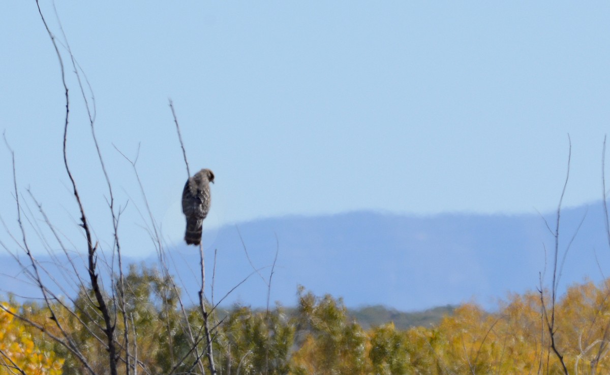 Red-shouldered Hawk - Ed Conrad