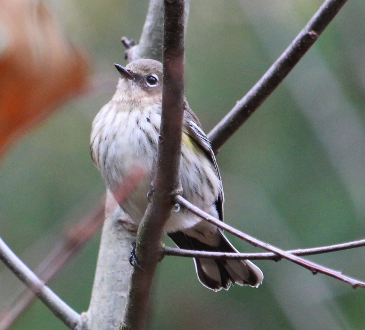 Yellow-rumped Warbler - ML184358871