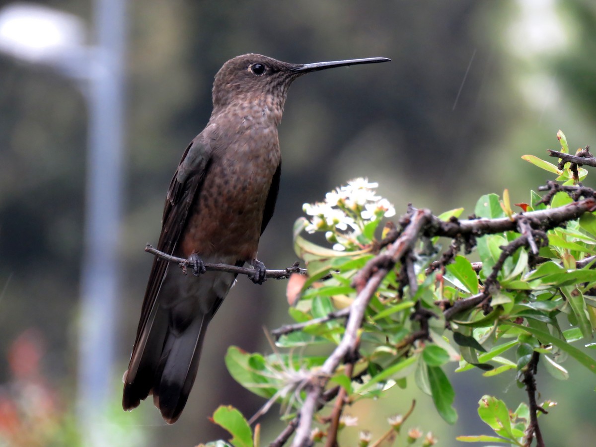 Giant Hummingbird - Edison🦉 Ocaña