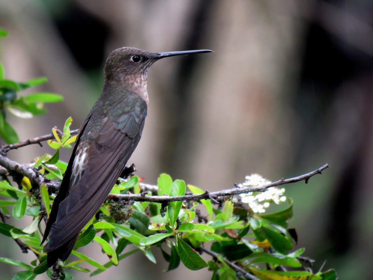 Giant Hummingbird - Edison🦉 Ocaña