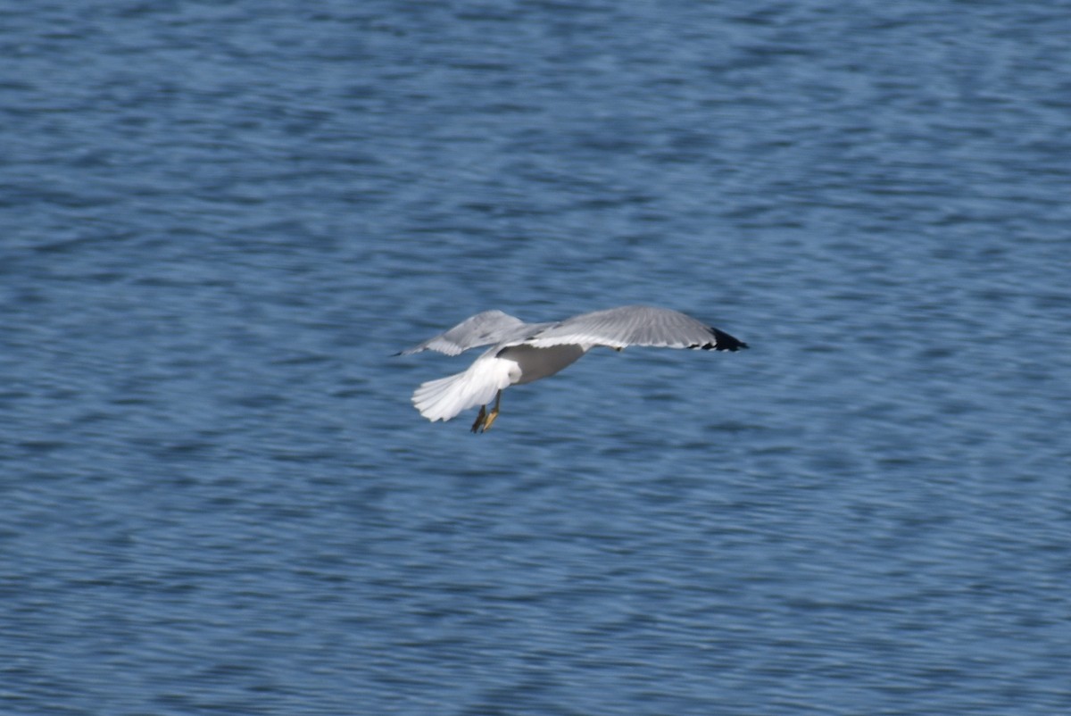 Ring-billed Gull - ML184359571