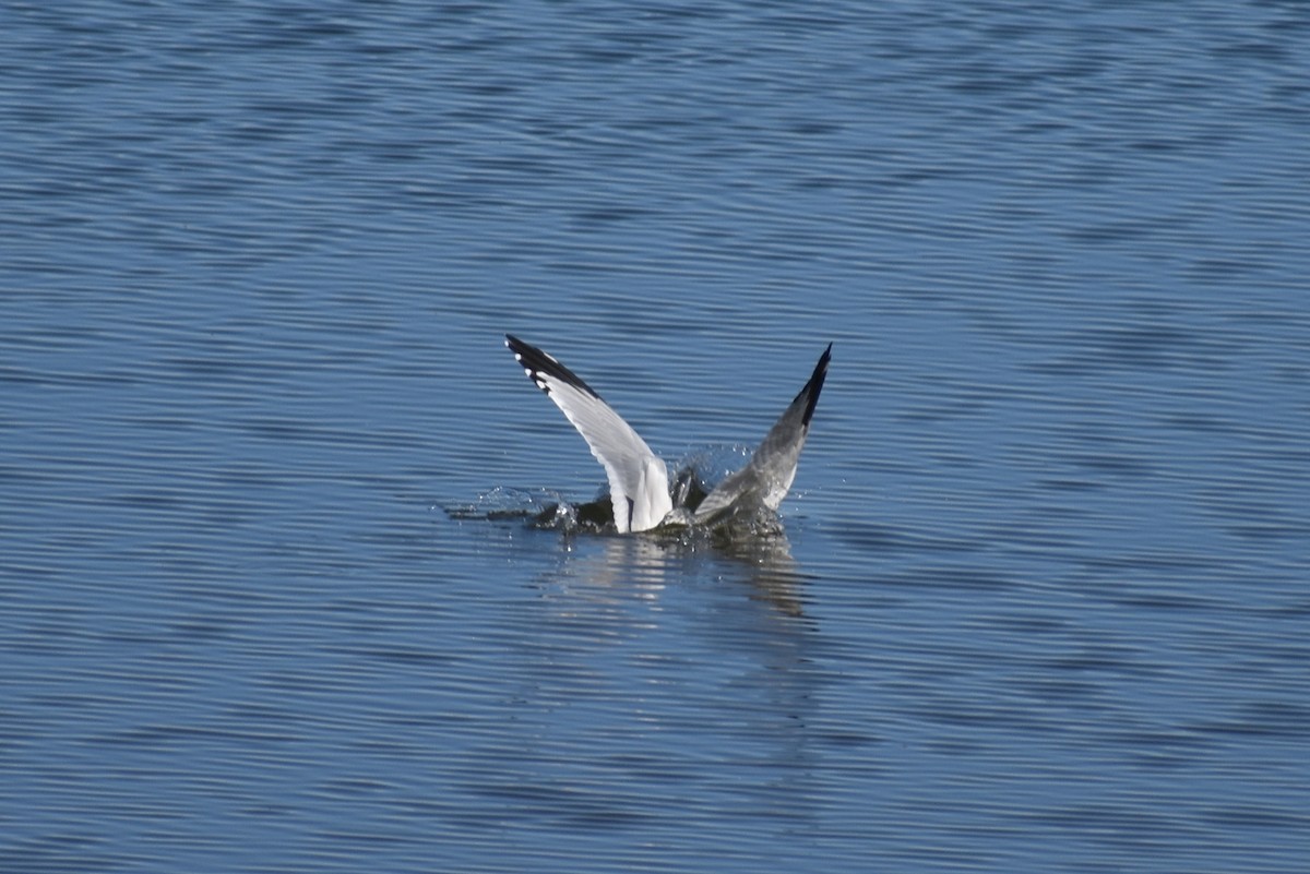Ring-billed Gull - ML184359581