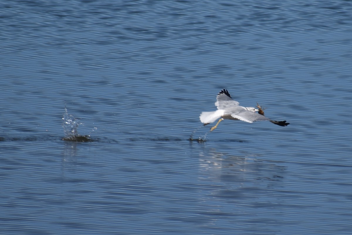 Ring-billed Gull - ML184359591