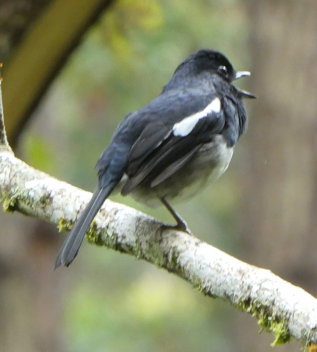 Madagascar Magpie-Robin - Frances Dupont