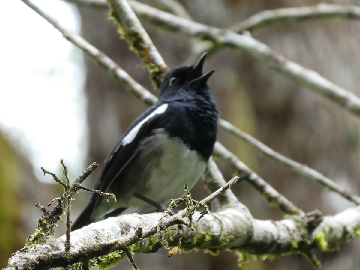 Madagascar Magpie-Robin - ML184359901