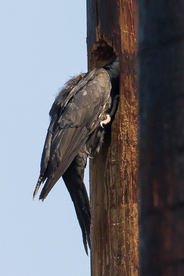 Pileated Woodpecker - Jukka Jantunen