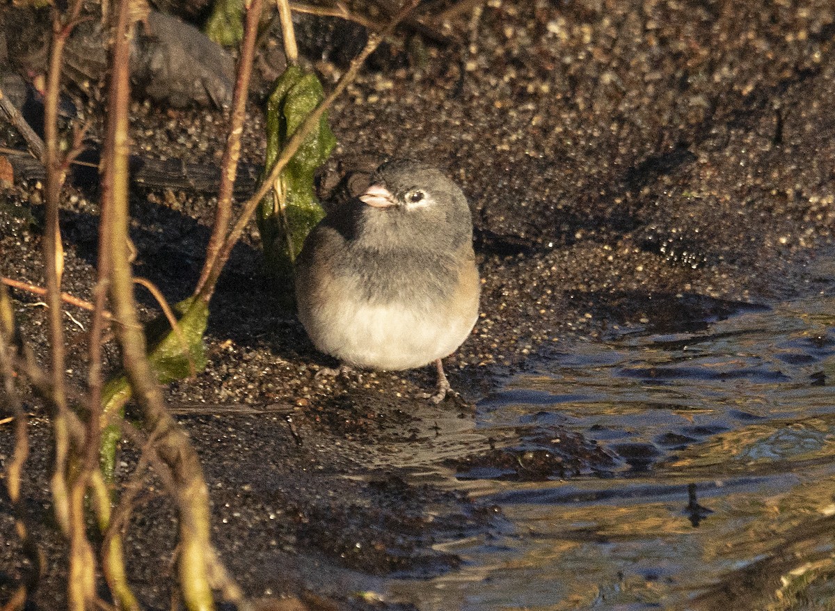 Dark-eyed Junco - ML184361881