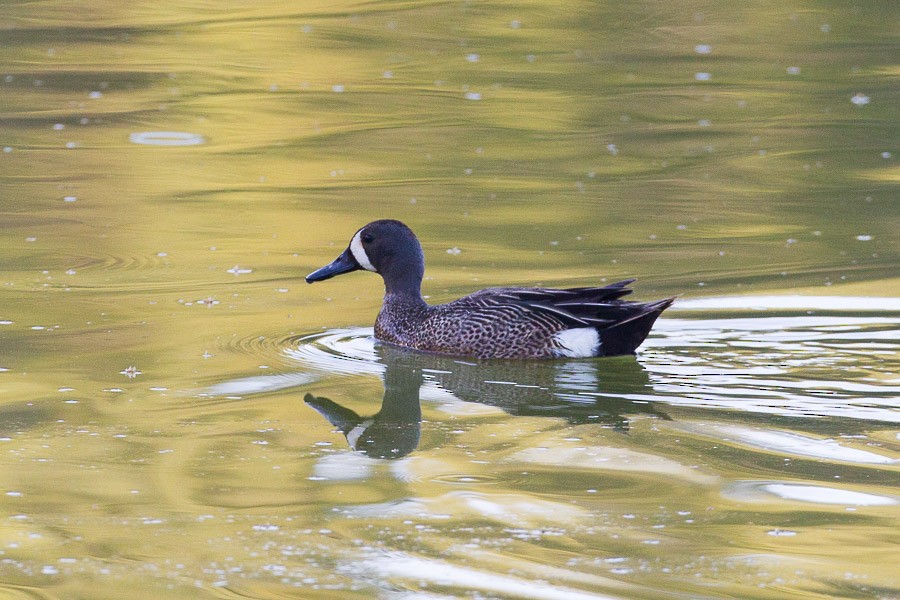 Blue-winged Teal - ML184362371