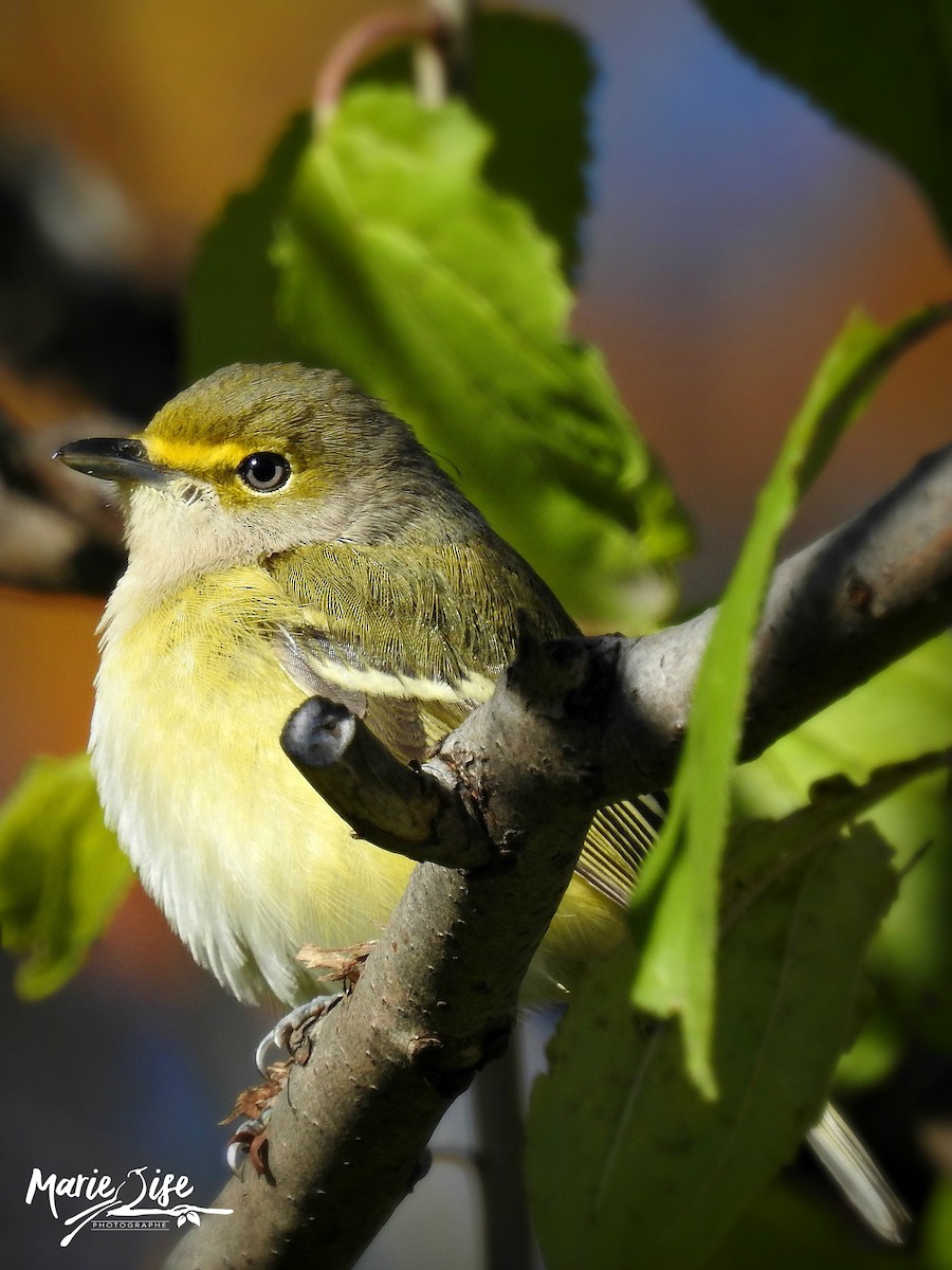 White-eyed Vireo - Marie-Lise Beaudin