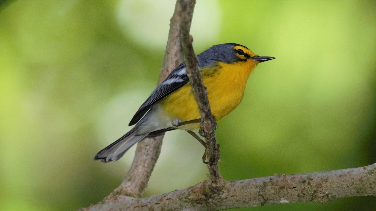 St. Lucia Warbler - Rick Folkening