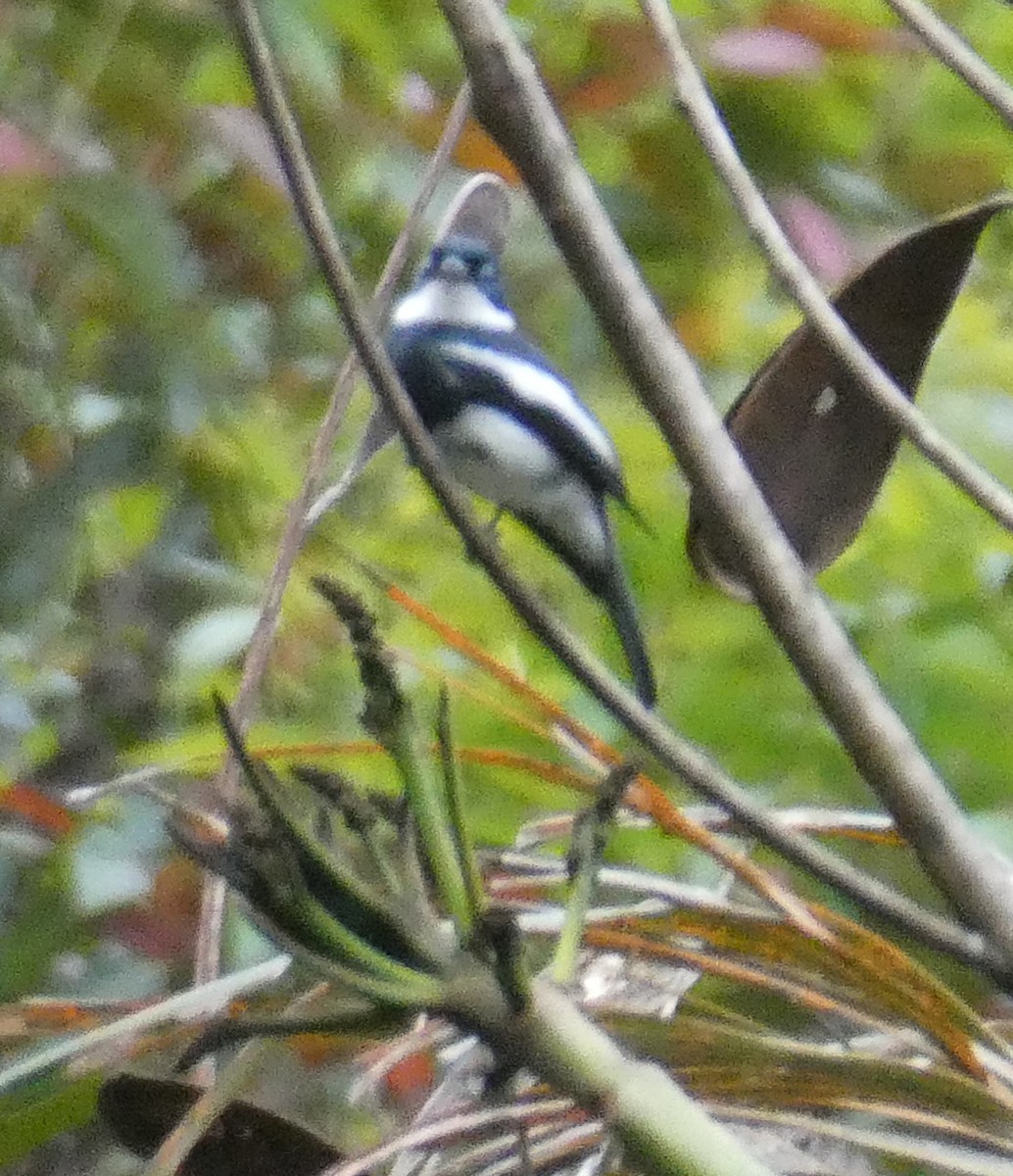 Ward's Flycatcher - Frances Dupont