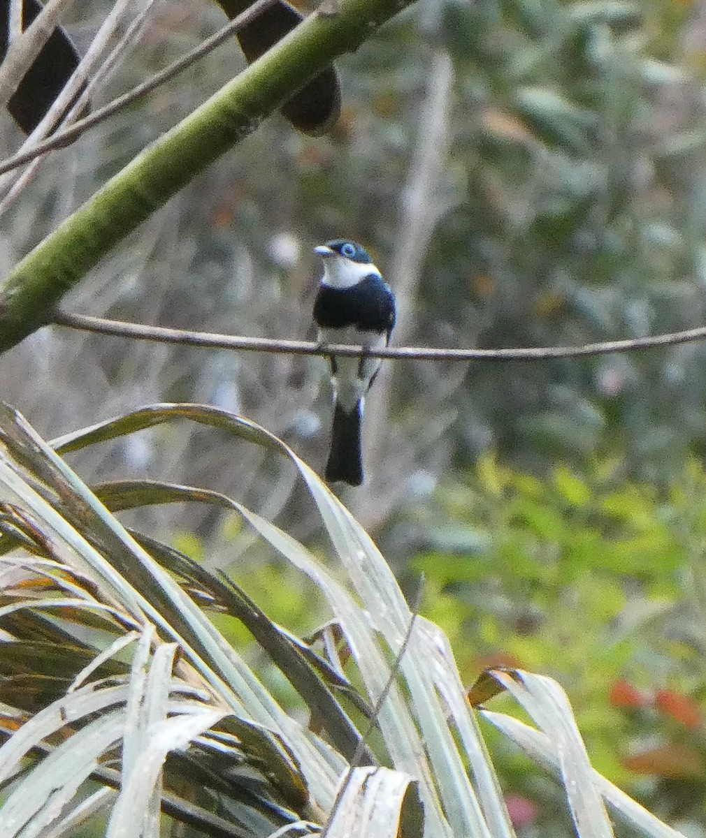 Ward's Flycatcher - ML184364491