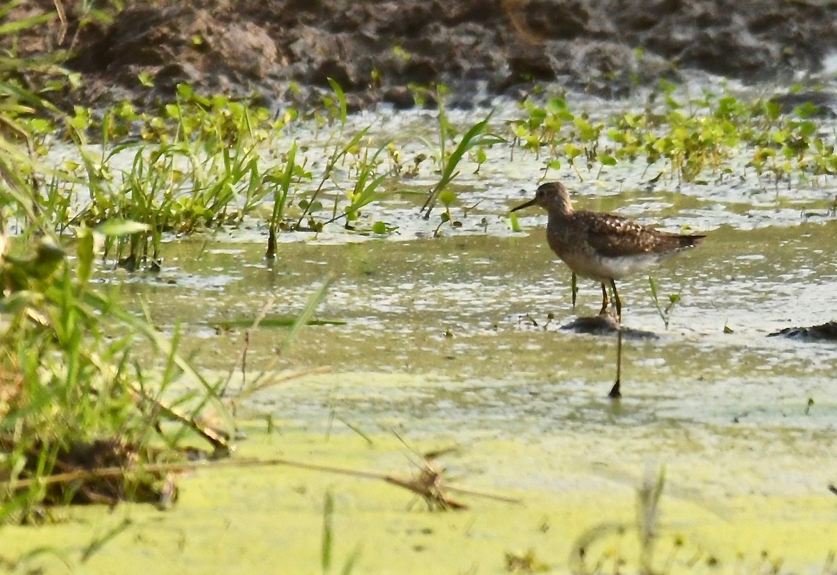 Wood Sandpiper - ML184365291