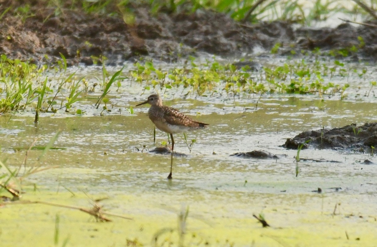 Wood Sandpiper - ML184365331