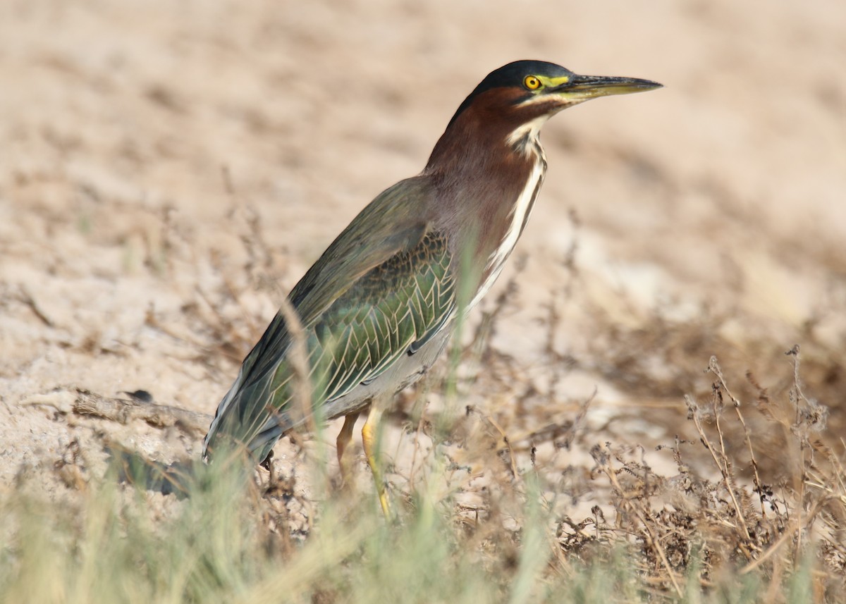 Green Heron - ML184366211