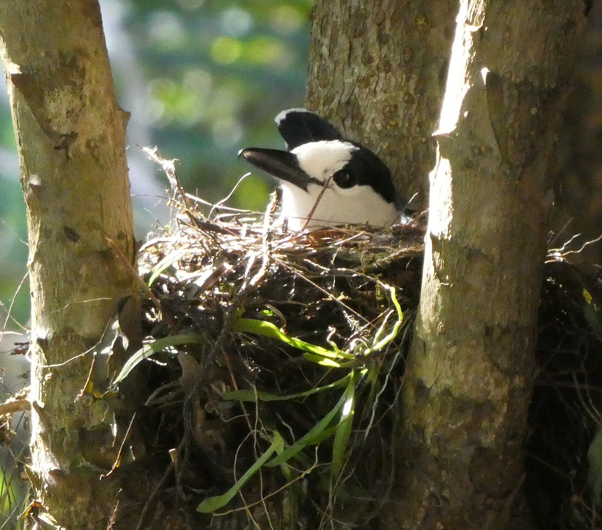 Hook-billed Vanga - ML184366251