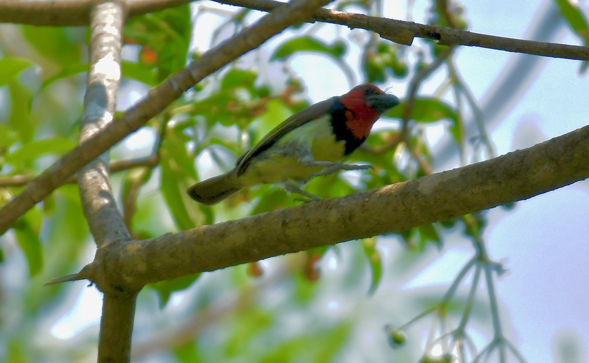 Black-collared Barbet - ML184366281