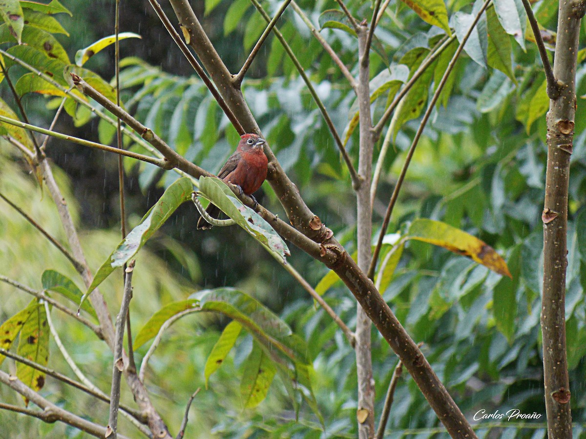 Red-crested Finch - Carlos Proaño