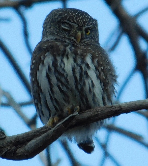 Northern Pygmy-Owl - ML184370611