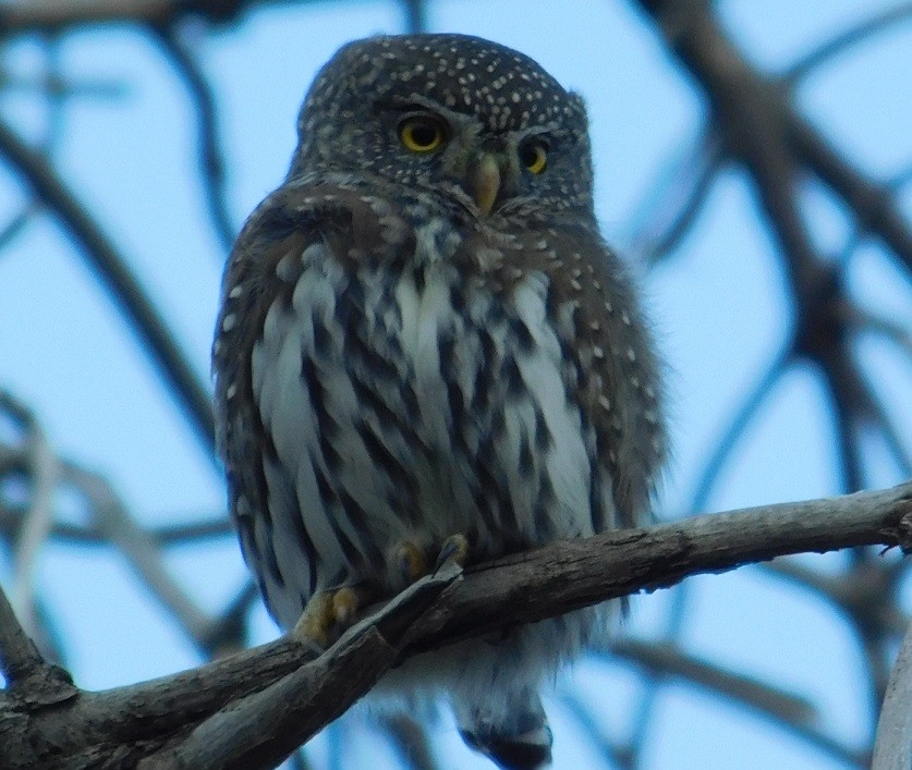 Northern Pygmy-Owl - ML184370641