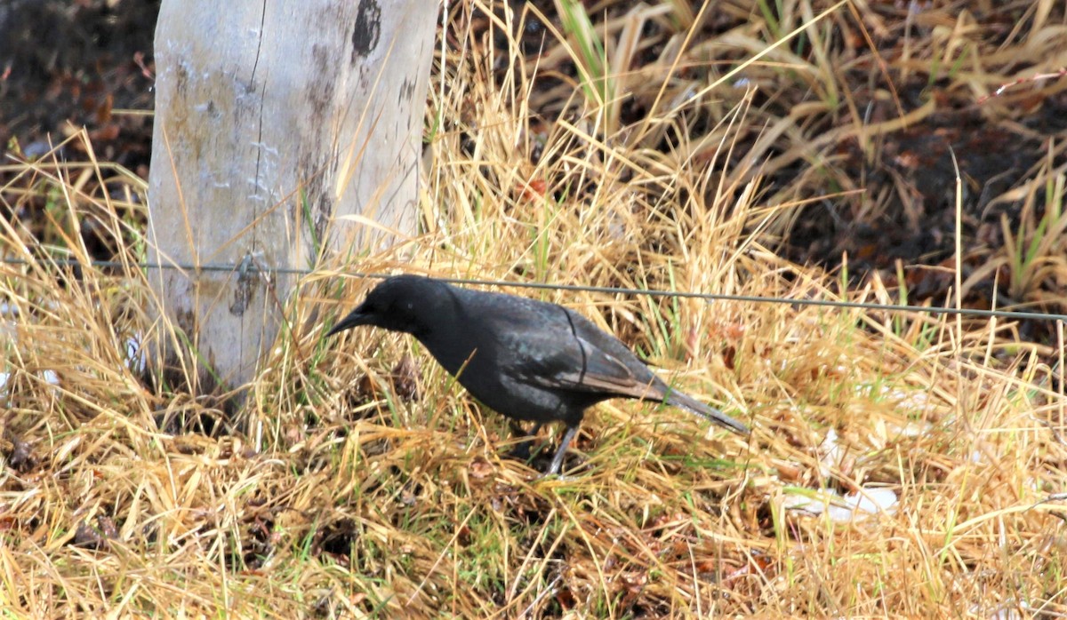 Austral Blackbird - Larry Schmahl