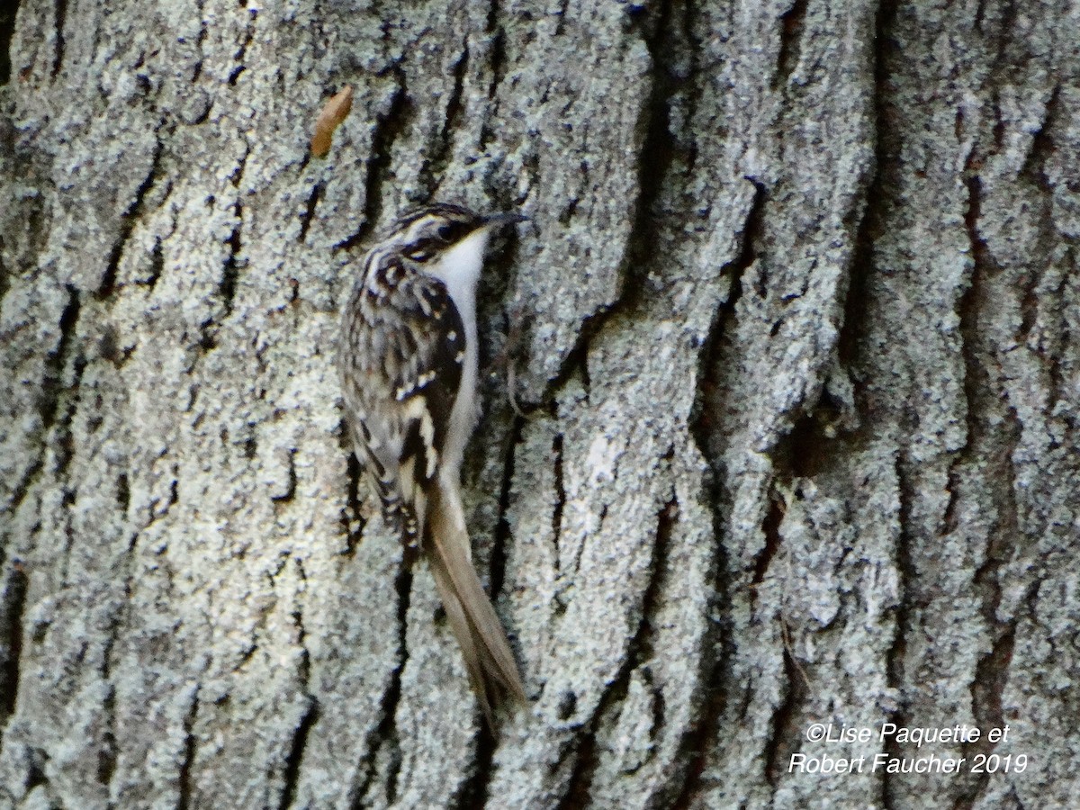 Brown Creeper - Lise Paquette  Robert Faucher