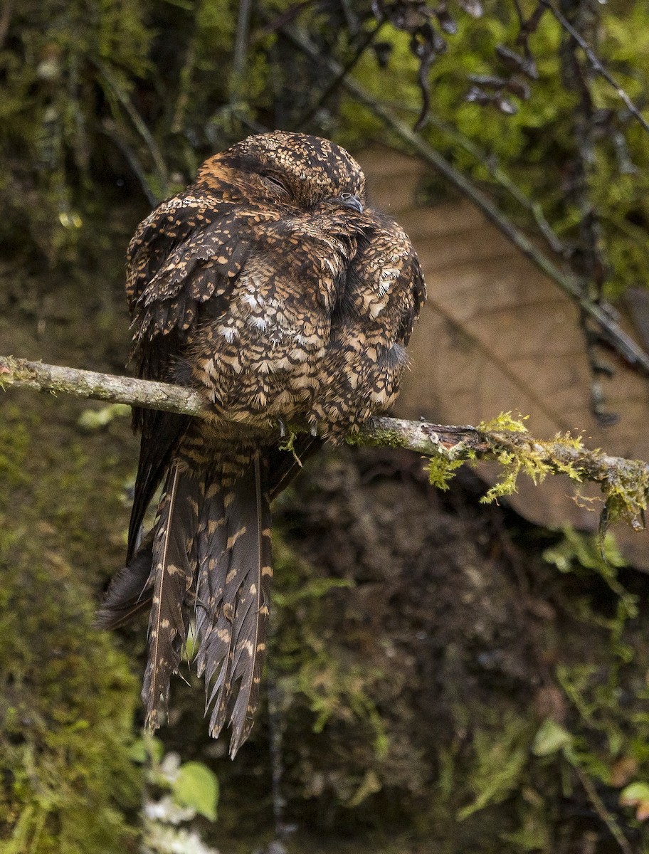 Lyre-tailed Nightjar - ML184373161