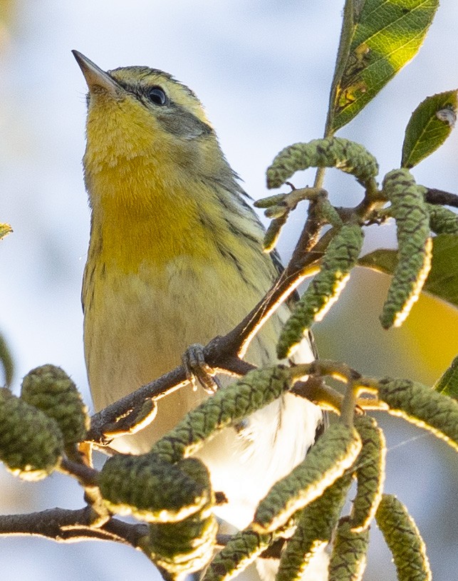 Blackburnian Warbler - ML184373391