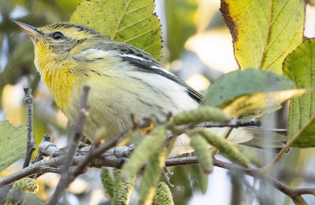 Blackburnian Warbler - ML184373411