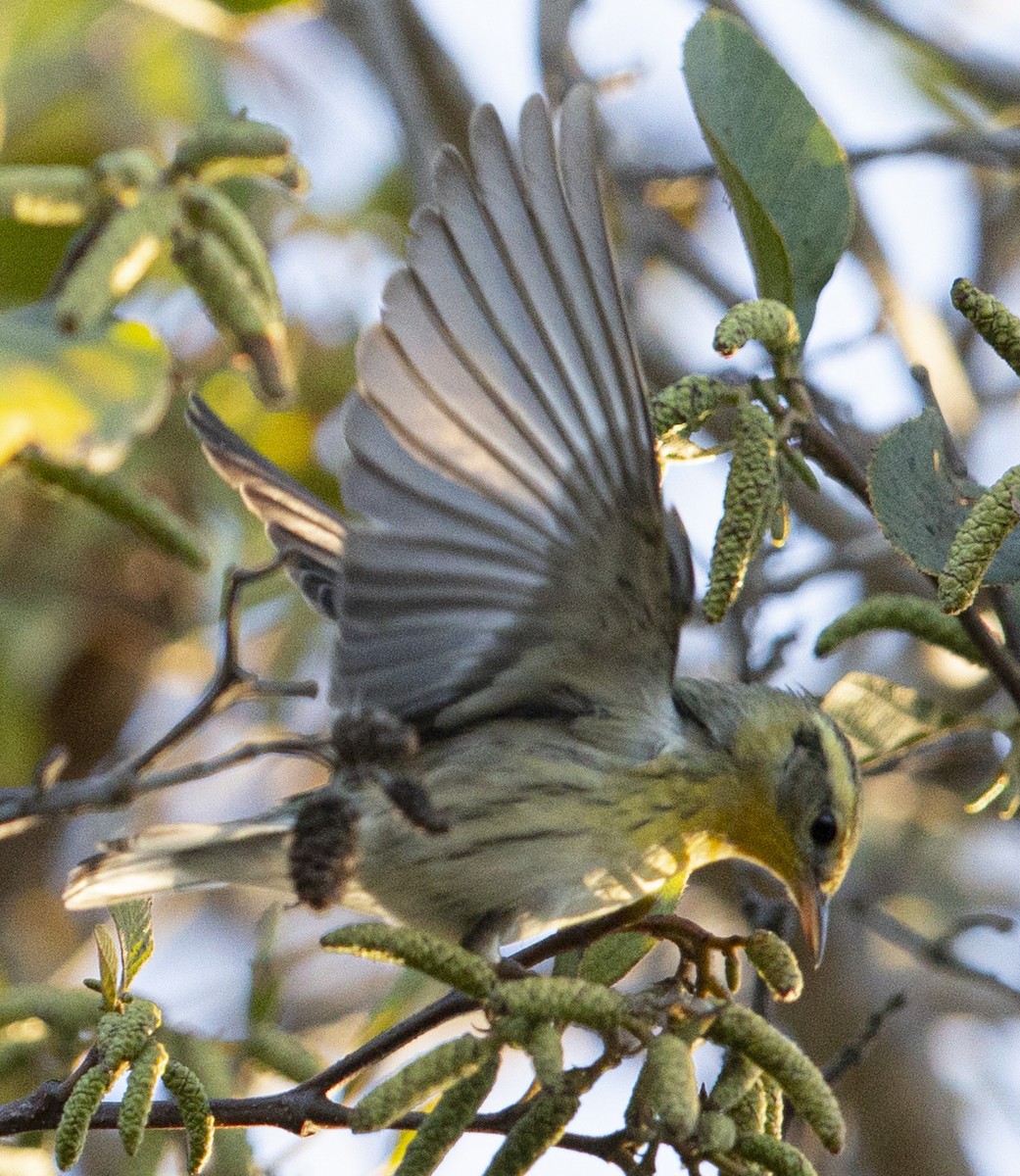 Blackburnian Warbler - ML184373441