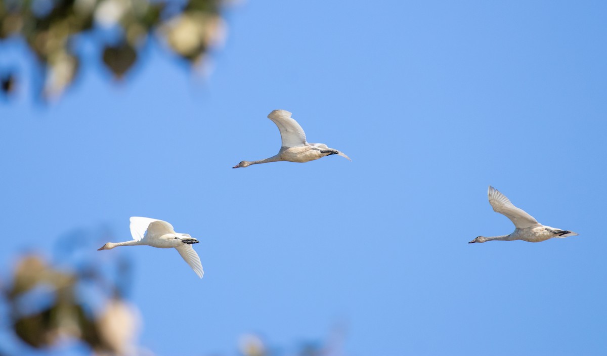 Trumpeter Swan - ML184373971