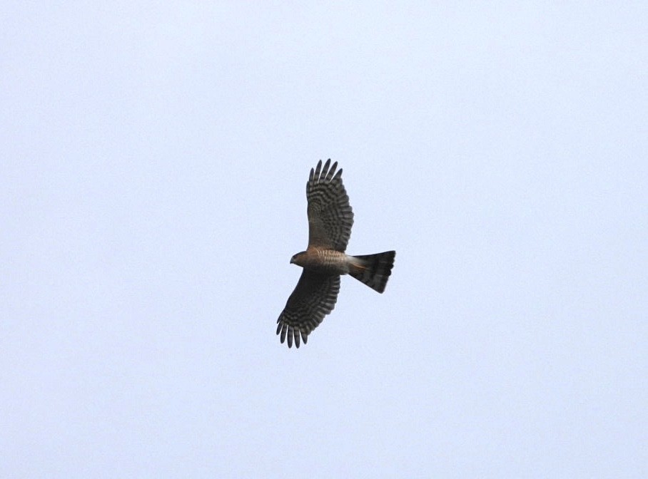 Sharp-shinned Hawk - Kristin Trouton