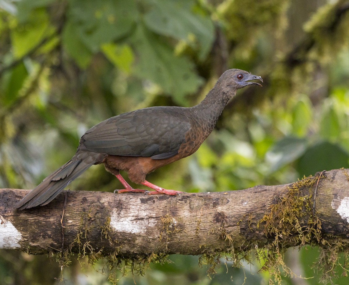Sickle-winged Guan - ML184376341