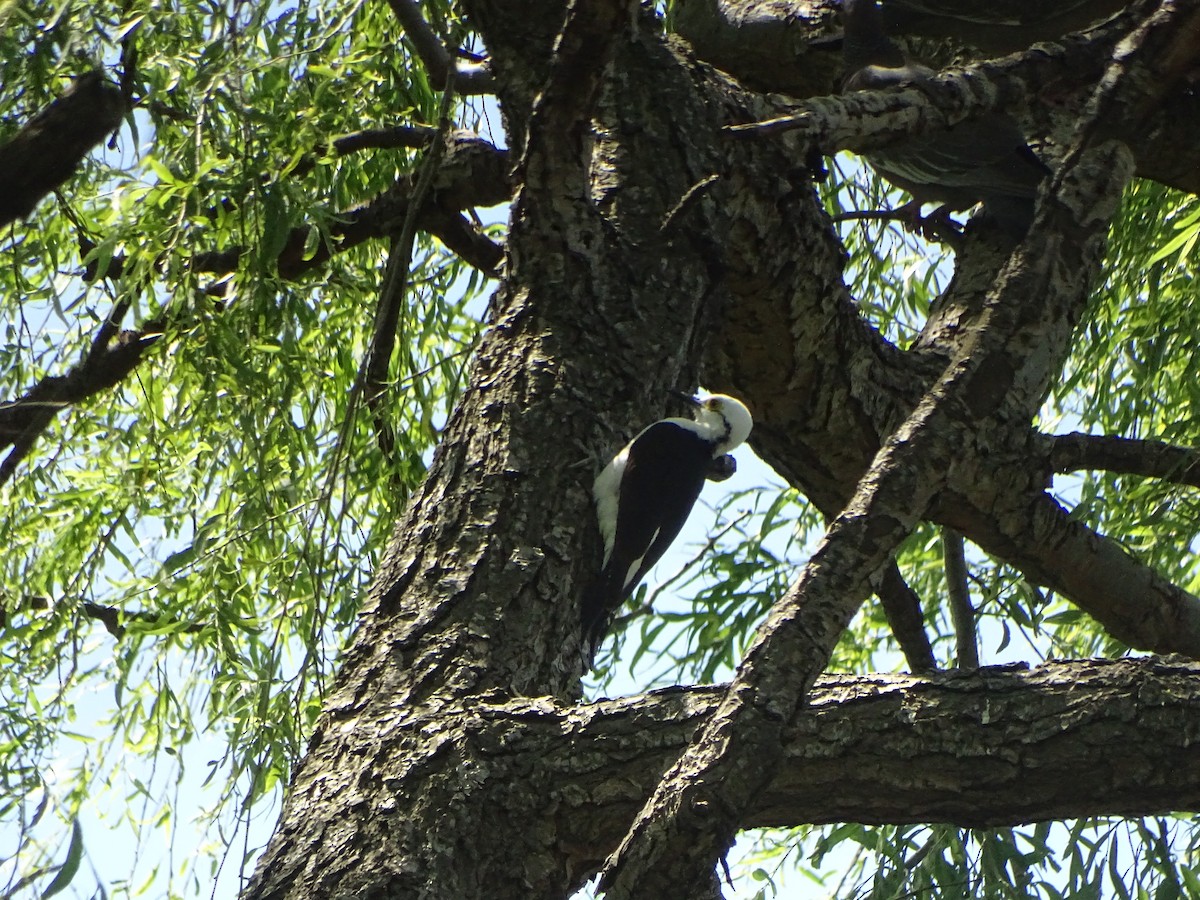 White Woodpecker - Andrés de Miguel