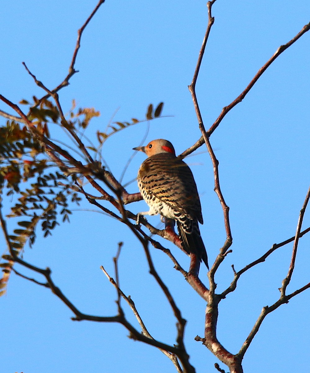 Northern Flicker - ML184381401
