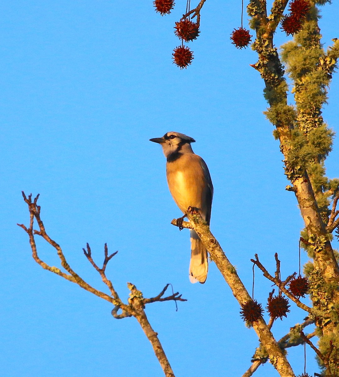 Blue Jay - ML184381601