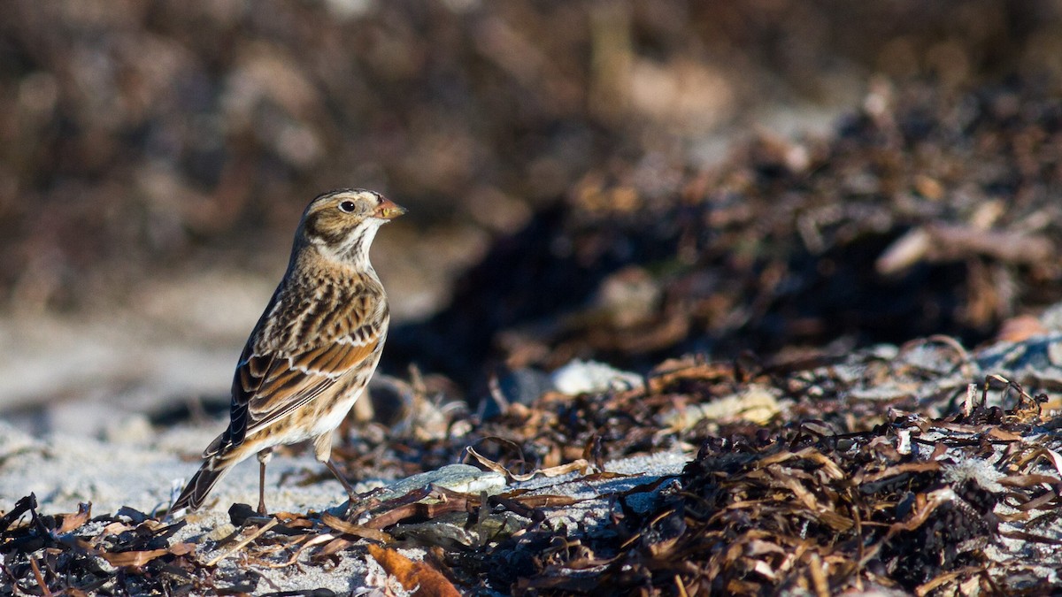 Lapland Longspur - Fyn Kynd