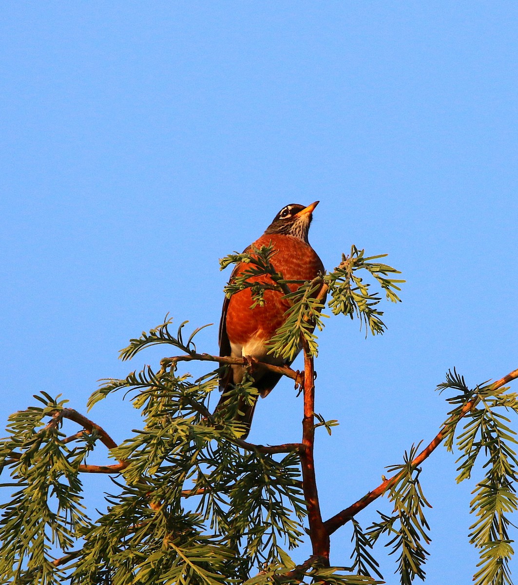 American Robin - ML184381771