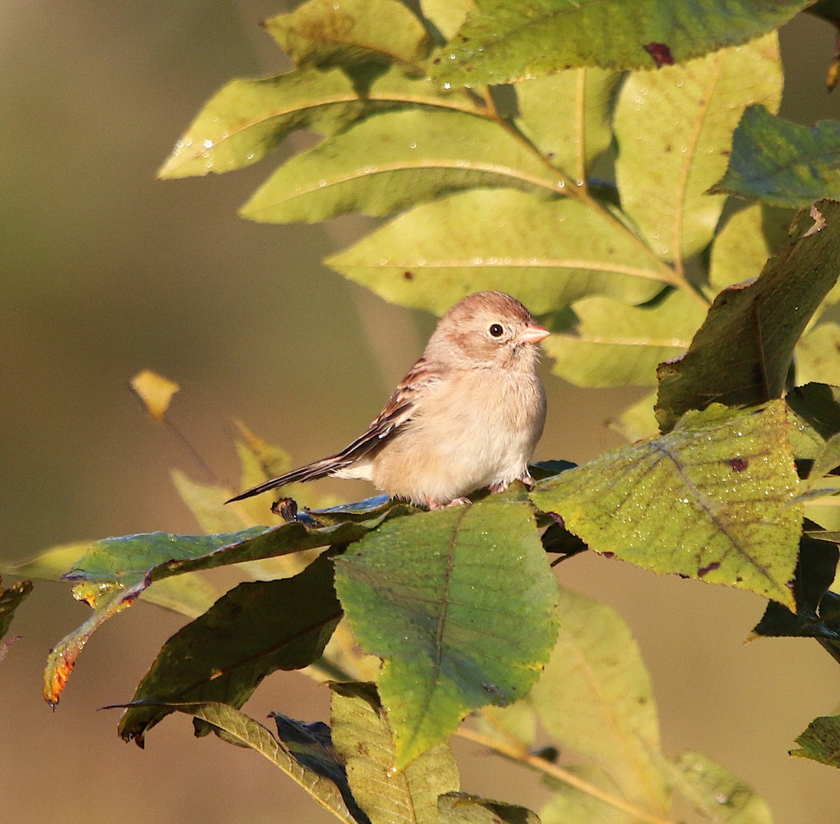 Field Sparrow - ML184381831