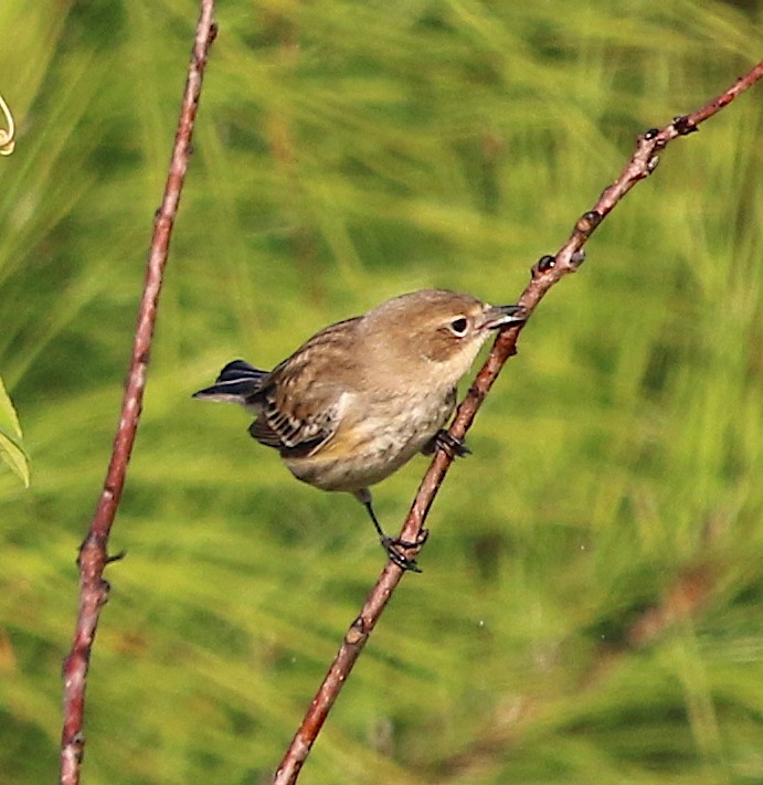 Yellow-rumped Warbler (Myrtle) - ML184381881