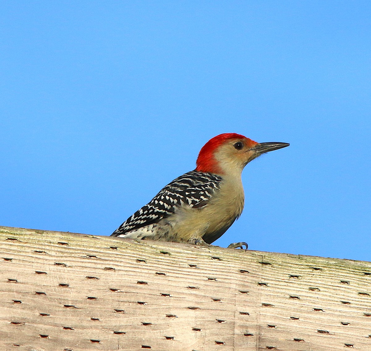 Red-bellied Woodpecker - ML184381981