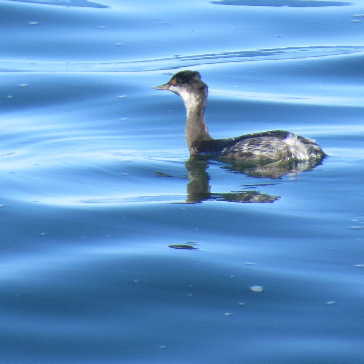 Horned Grebe - suga moriwaki