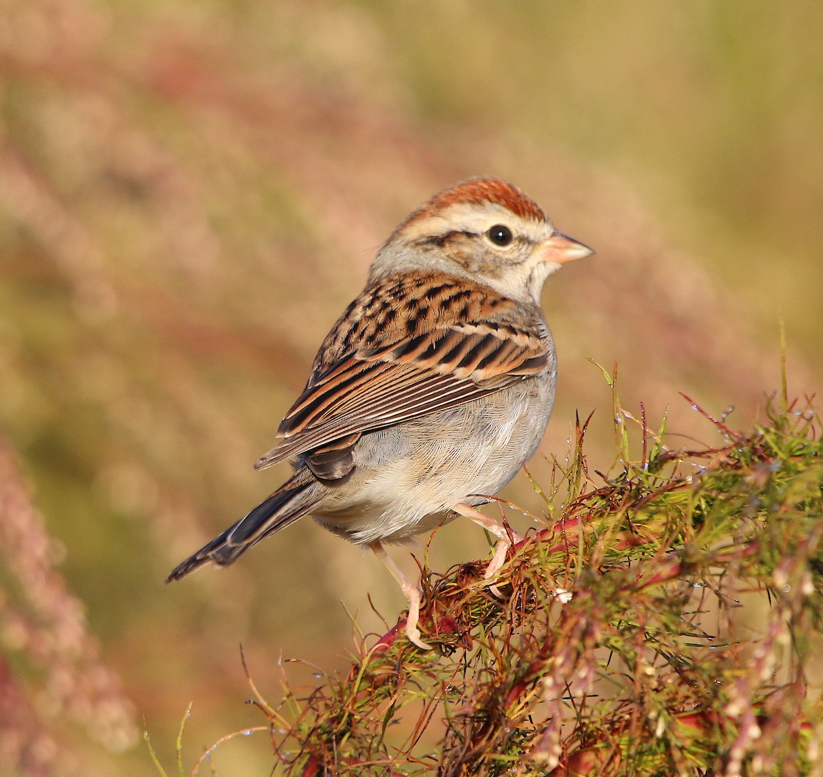 Chipping Sparrow - ML184382011