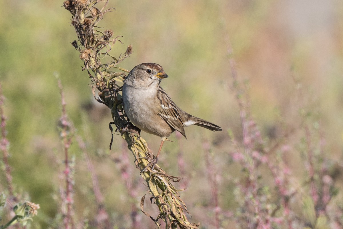 White-crowned Sparrow - ML184382131