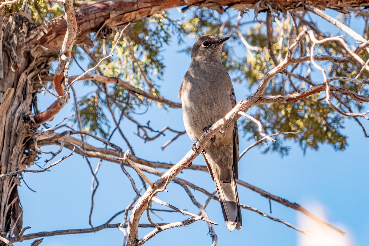 Townsend's Solitaire - ML184382171